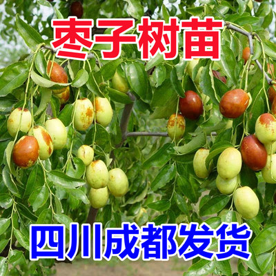 嫁接枣树苗特大沾化冬枣当年结果南北方种植盆栽地栽大青枣果树苗