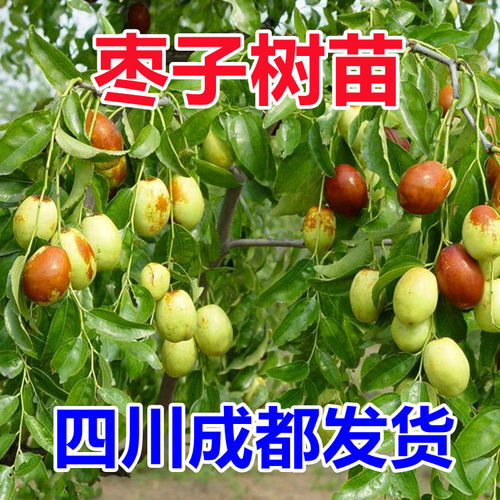 嫁接枣树苗特大沾化冬枣当年结果南北方种植盆栽地栽大青枣果树苗