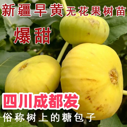 四川无花果树苗盆栽格莱斯无花果苗波姬红南北方地栽盆栽庭院种植