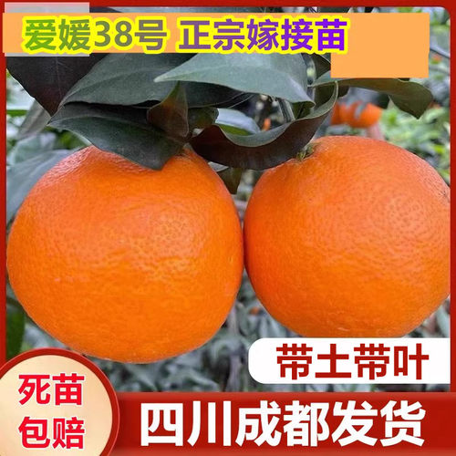 爱媛树苗花裙栀南北方种植早熟