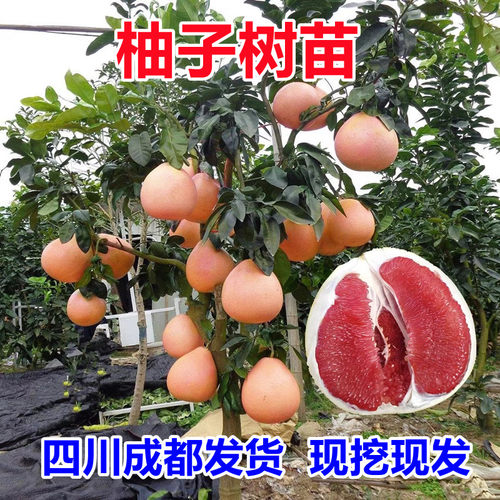 柚子树苗红心红肉蜜柚嫁接沙田柚果树果苗南方北方种植当年结果