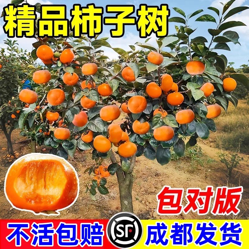 柿子果树苗太秋甜柿富平柿树苗脆甜柿子苗南方北方庭院阳台盆地栽,鲜花速递/花卉仿真/绿植园艺,果树,淘宝优惠券,粉丝福利购,淘宝优惠卷