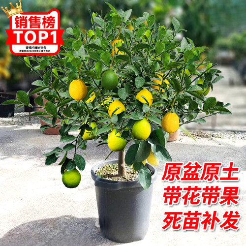 香水柠檬树盆栽带果可食用无核青柠檬苗四季结果室内阳台庭院种植