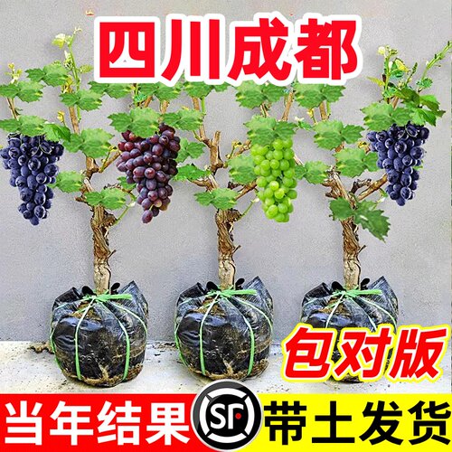 巨峰葡萄树苗果树苗阳光玫瑰南方种植庭院耐寒爬藤盆栽大苗葡萄树