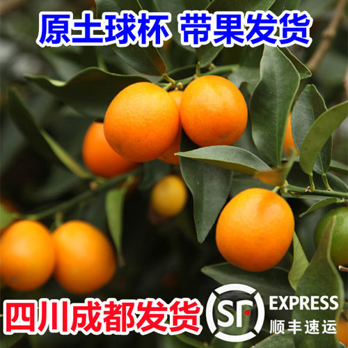 金桔树苗盆栽嫁接带果苗食用四季观赏脆皮脆蜜金桔室内橘子种植