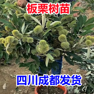 板栗苗嫁接地盆栽大红袍当年结果特大板栗树果树南方北方种植果苗
