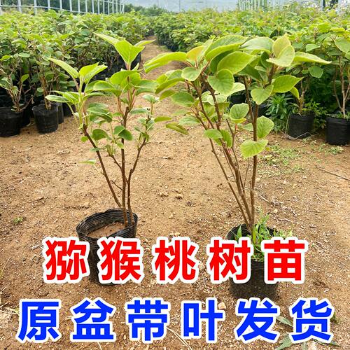 四川红心猕猴桃树苗公母同珠南方北方种植耐寒盆栽地栽庭院种植