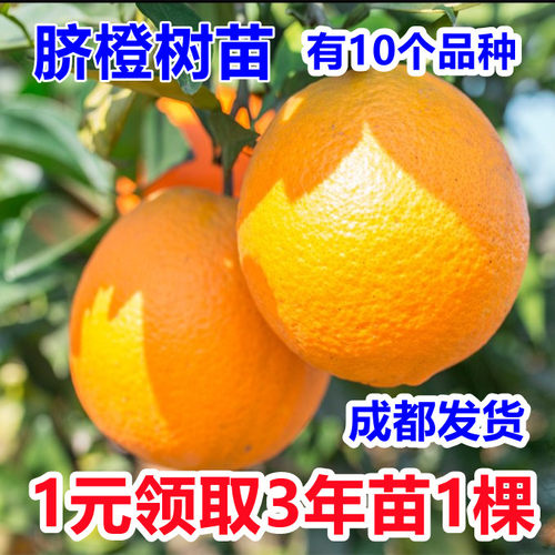 橙子树苗果树果苗赣南脐橙苗夏橙苗纽荷尔血橙冰糖橘子树庭院种植