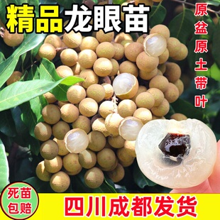 四川龙眼树苖嫁接树苗果苗储良桂圆石硖南方四季种植地栽盆栽结果