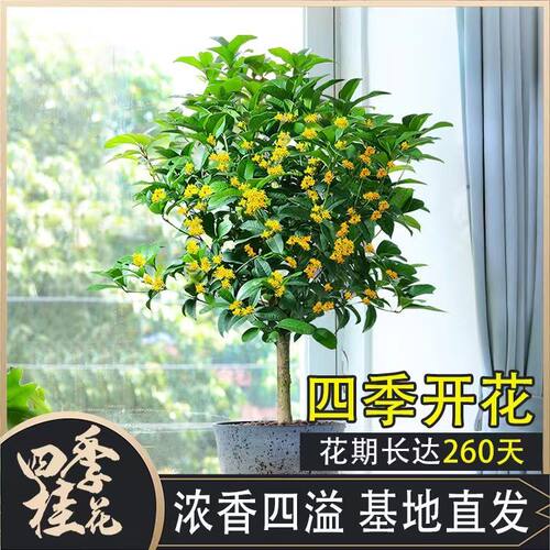 桂花树苗盆栽好养四季开花卉耐寒浓香型室内外阳台客厅庭院绿植物