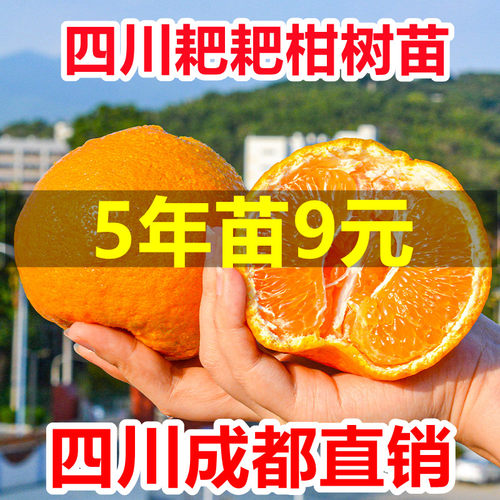 春见耙耙柑树苗粑粑柑嫁接苗丑柑橘子丑八怪柑橘苗室内盆栽带果