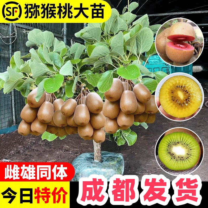 四川红心猕猴桃苗徐香金艳黄心猕猴桃苗南北方庭院种植果树果苗