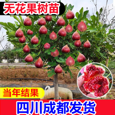 无花果特大波姬红芭劳奈青皮南方北方阳台庭院种植无花果树
