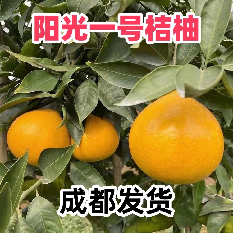 四川阳光一号桔柚树苗新品种柑橘苗橘子树盆栽地栽庭院种植果树苗