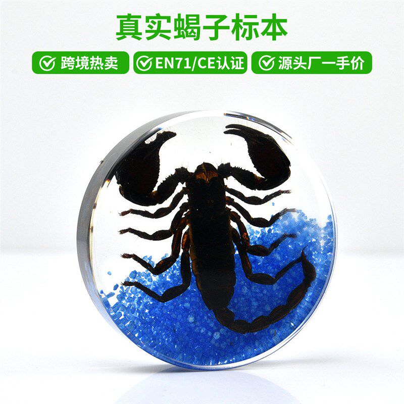 速发真实蝴蝶昆虫标本饼状琥珀树脂摆件手工制作工艺品装饰收藏品