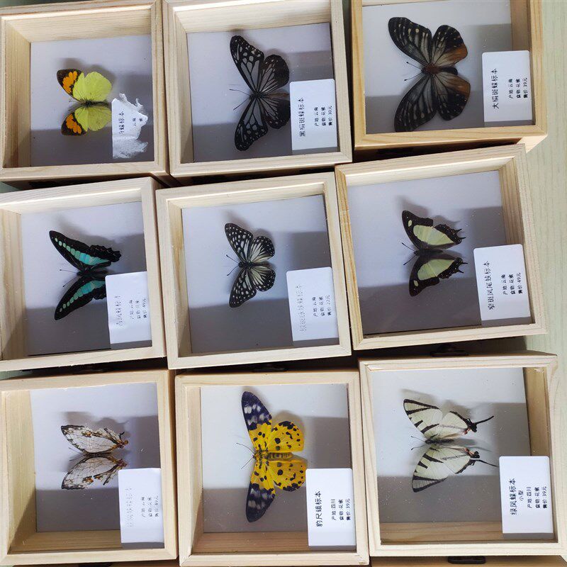 速发蝴蝶标本相框摆件真虫展翅实木盒昆虫工艺品装饰品生日教师节
