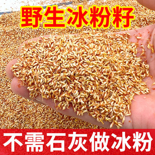 手搓冰粉籽不需石灰野生冰粉