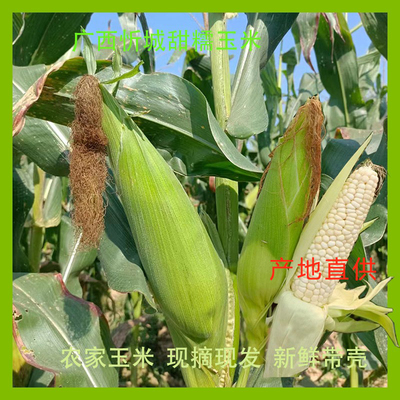 甜糯玉米包邮地标特产广西忻城