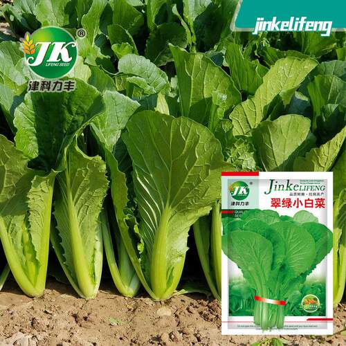 Green green bok choy seeds grow quickly without hair, green
