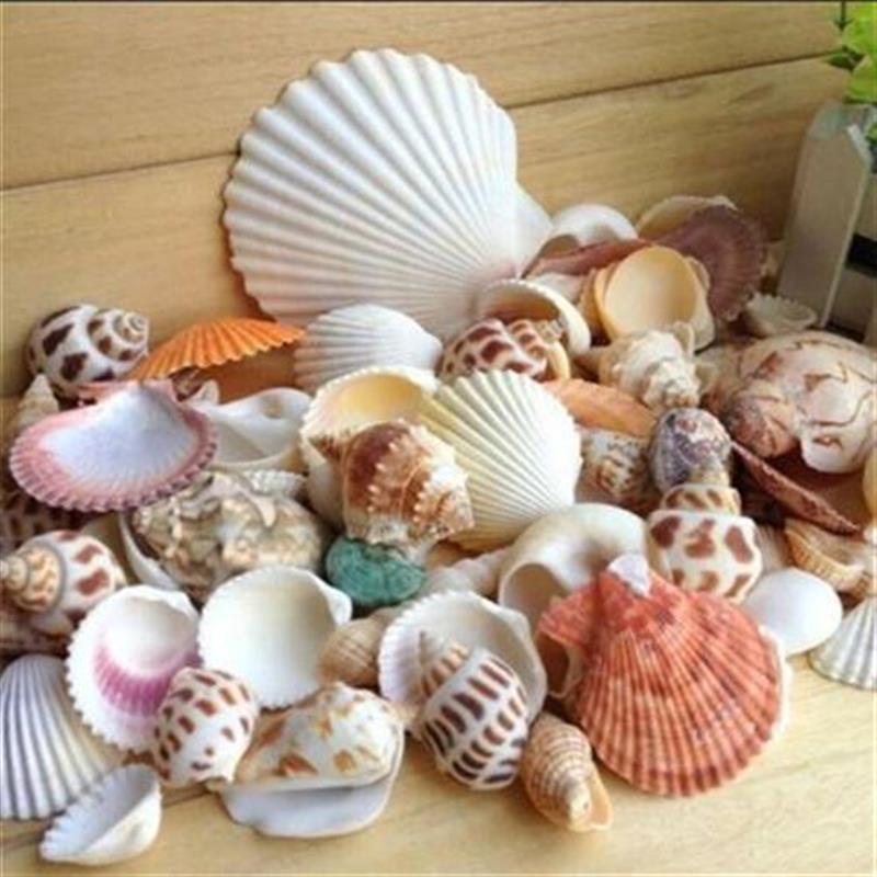 100g/bag Mixed Sea Beach Shells Seashells Fish Tank