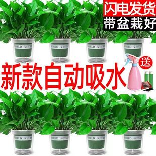 外贸厂 厂外贸 绿萝除新房大盆水培室内绿箩一整箱外贸一件 包邮