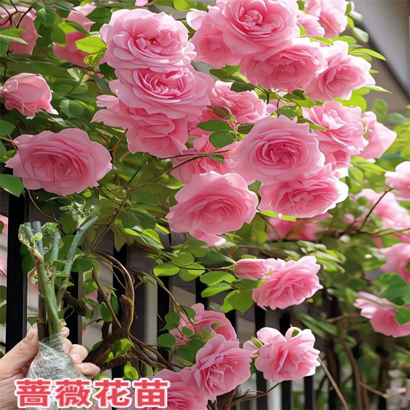 爬藤月季蔷薇花苗大花浓香庭院
