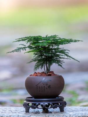 文竹盆景植物室内客厅办公室桌面云竹绿植茶几小摆件中式禅意盆栽