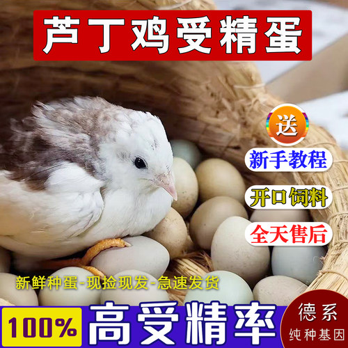 芦丁鸡受精蛋可孵化礼服