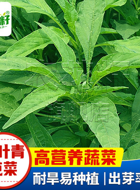 柳叶青苋菜种籽老品种尖叶汉菜白苋菜种子耐热春季青菜蔬菜种孑