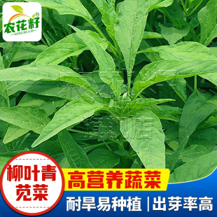 柳叶青苋菜种籽细叶尖叶白苋菜种子耐热春夏季 阳台青菜蔬菜种孑