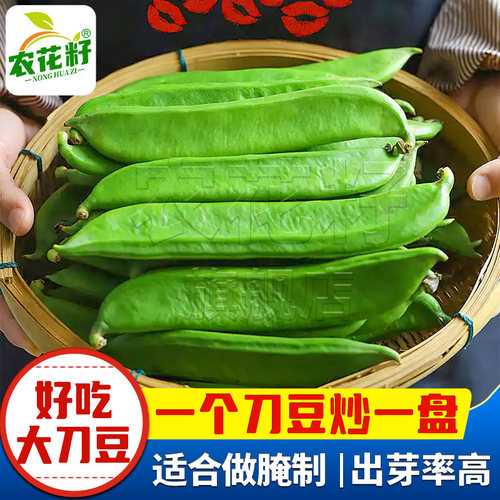 刀豆种早中熟耐高温肉厚高产