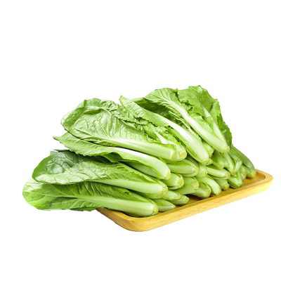 四季奶油小白菜早熟耐热毛毛菜