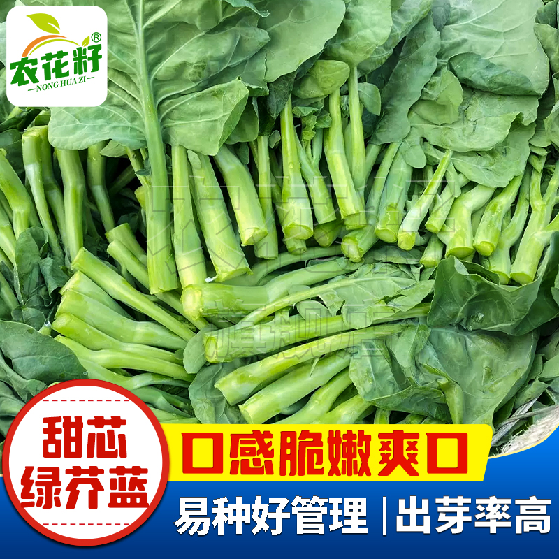 兰子阳甜籽芥芥绿蔬种东蓝季栽菜种冬种春夏季秋四台盆芥广菜兰孑