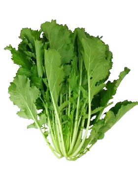 雪里红菜籽咸菜种耐寒