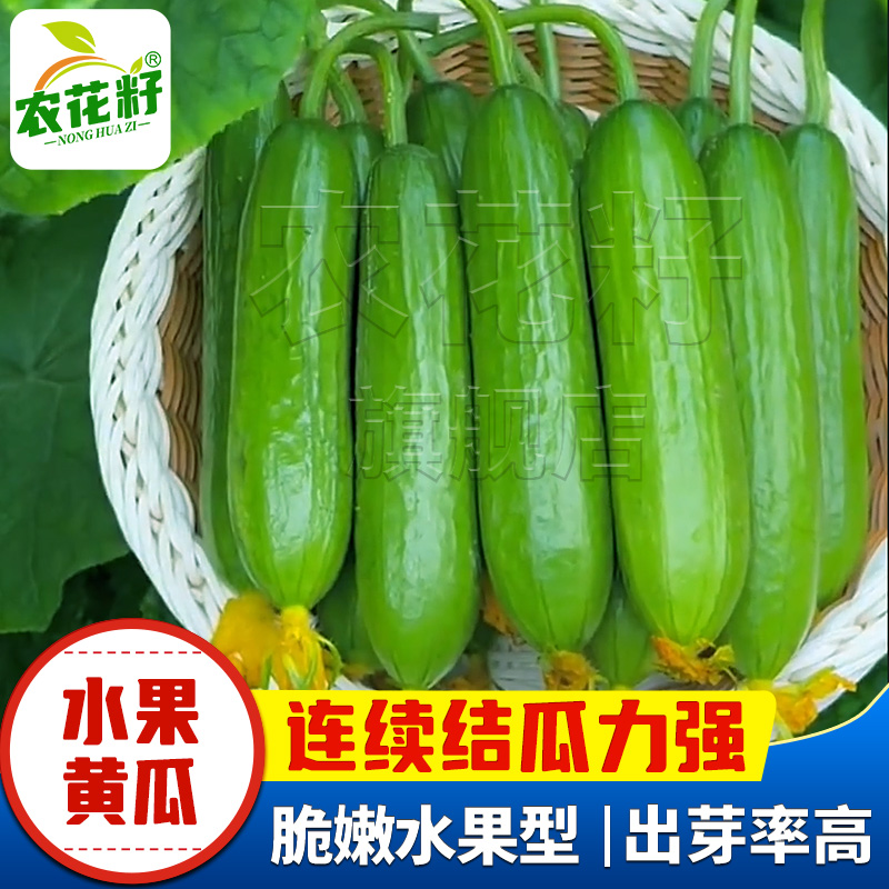 水果黄瓜种籽无刺黄瓜种子蔬菜种子春秋播四季种青瓜阳台盆栽庭院