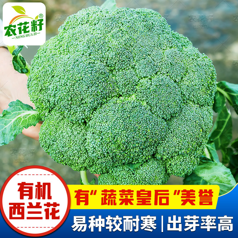 早熟西兰花60天耐寒性好营养丰富图片