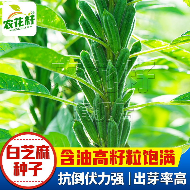 白芝麻粒粒饱满高产含油高