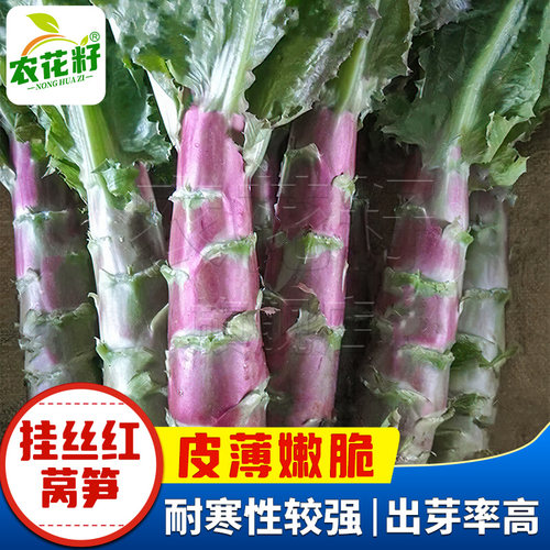 红莴笋种子耐寒红皮青笋耐寒莴苣种籽孑春秋季菜种蔬菜红叶窝笋种