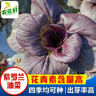 紫罗兰油菜种籽紫色红油菜种孑上海青鸡毛菜春秋四季 青菜蔬菜种子