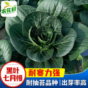 黑叶七月慢耐抽苔苏州青菜种子上海青菜种籽耐寒蔬菜种孑春秋播