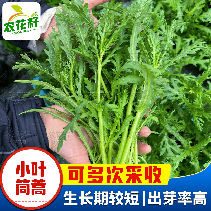 小叶茼蒿30-45天采收味浓香