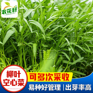 竹叶柳叶空心菜种籽四季 蔬菜种孑 大叶三叉泰国空心菜种子耐热春季