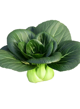 头大束腰肉厚青梗菜耐寒可越冬