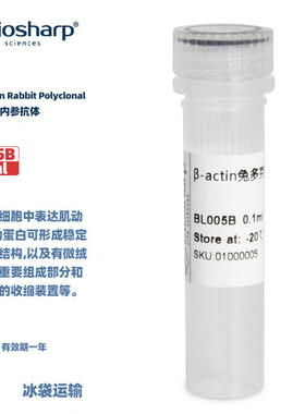 BIOSHARP LIFE SCIENCES 白鲨 BL005B Anti-β-Actin Rabbit Polyclonal内参抗体 0.1ml/支
