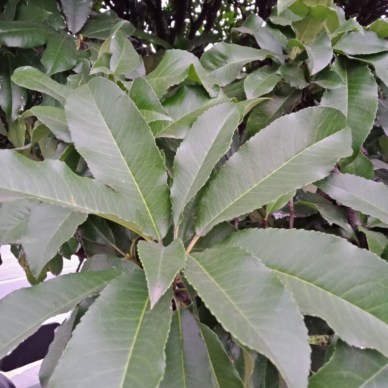 蒙子刺图片,刺泡子图片(第5页)_大山谷图库