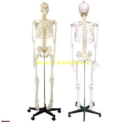 极速170cm人体骨骼模型骨架人体E模型成人小白骷髅教学全身骨骼标