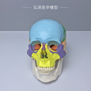 极速人体头颅骨模型彩色分区数字标识骨骼解N剖结构骷髅生物教学