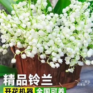 极速冬季不怕冻的花冬天室外耐寒C花耐冻花卉适合懒人养的花好看