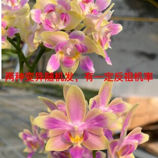 极速麒麟兰苑高品质蝴蝶兰金树一C代变异浓香型兰花苗室内绿植四