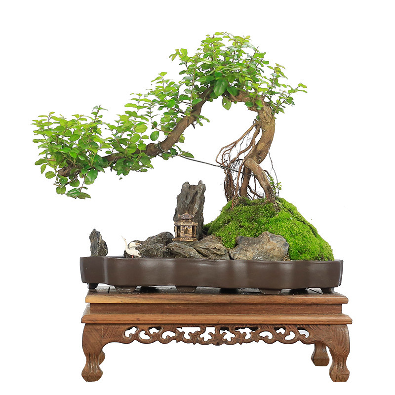 新品小叶雀梅树桩造型假山盆景植物老F桩办公室内客厅绿植桌面盆